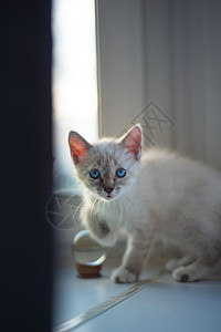 一只小猫Ragdol养殖和泰国白色 有灰口罩和蓝眼睛蓝色连体日光荒野皮肤鼻子晴天捕食者布娃娃房间图片
