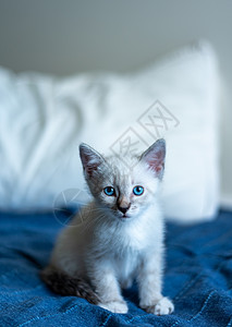 一只小猫Ragdol养殖和泰国白色 有灰口罩和蓝眼睛蓝色房间荒野猫科猫咪晶须布娃娃宠物连体捕食者图片