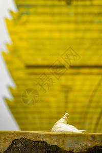 多夫和大利斯博尔澳门鸟类酒店鸽子金子白鸽赌场蟒蛇动物象征图片