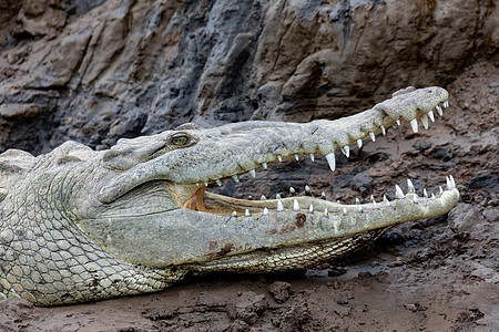 美国鳄鱼河 哥斯达黎加野生动物动物动物群多样性动物学摄影荒野两栖猎人八角鳄鱼图片
