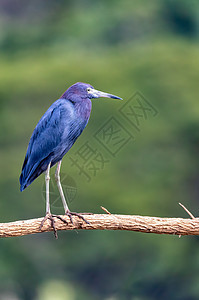 哥斯达黎加塔科尔斯河摄影苍鹭热带动物动物群蓝藻沼泽国家栖息地观鸟图片