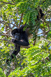 哥斯达黎加主题热带荒野环境哺乳动物咆哮者公园森林叶子野生动物图片