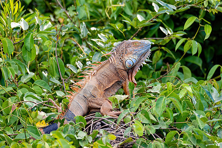 哥斯达黎加野生动物脊椎动物皮肤生物食草森林荒野捕食者冒充两栖动物图片
