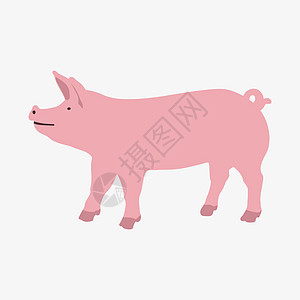 白背景猪的矢量插图Name图片