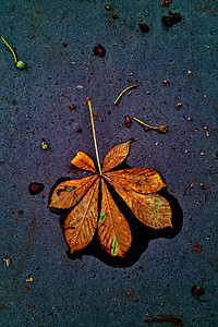 地上坠落的黄栗叶 秋色背景图片