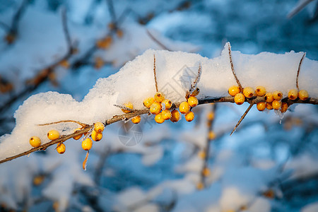 雪下树枝上的海角浆果 冬季 晚间衬套季节橙色橙子鼠李营养灌木植物水果沙棘图片