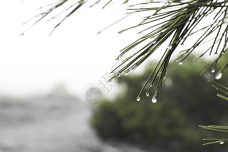 清晨用蜘蛛网和露水滴的松针宏观下雨生长液体季节植物植物群花园露珠生态图片