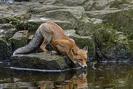 狐狸在溪流林森林里喝酒图片