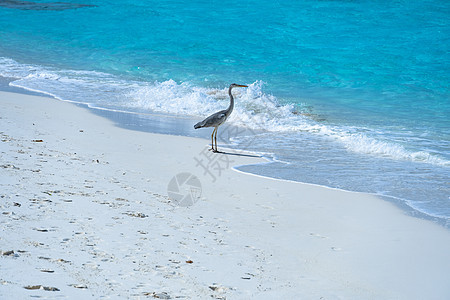 热带沙滩上一个美丽的海绵的近身 令人印象深刻的图象可供使用羽毛白鹭环境假期海岸线天空支撑野生动物海岸翅膀图片