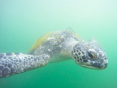 在秘鲁Mancoora海滩潜水时 来到你水下的水下绿龟的绿乌龟图片