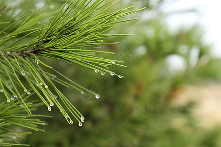 清晨用蜘蛛网和露水滴的松针液体植物环境下雨火花叶子宏观松树植物群花园图片