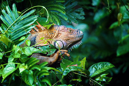 哥斯达黎加野生动物爬行动物爬虫濒危脊椎动物荒野热带动物多样性皮肤食草图片