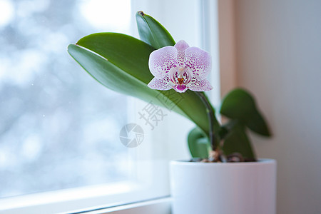 在家门口的窗户上 特写了锅中紫色花兰花中的紫白蛋白香兰花图片