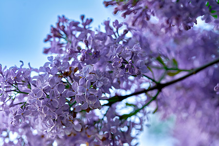 明亮美丽的花朵 关上阳光灿烂的春天清晨礼物紫色蓝色植物植物群花瓣园艺植物学花园宏观图片