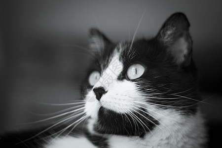 黑白不露眼猫肖像黑色哺乳动物黄色肠炎小猫猫科铁律呼吸脊椎动物白色图片