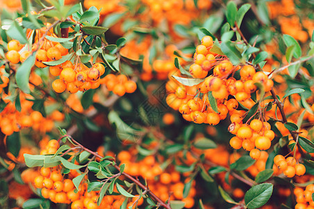 秋季背景与橙色成熟的沙棘 沙棘 季节性园林植物有益健康 沙棘有机浆果背景 设计模板 医疗植物 复制空间生长老化衬套食物果汁花园季图片