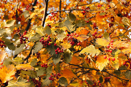 橙色成熟的山灰花束 秋季有山灰的黄色叶子 秋天五颜六色的红色罗文分支 秋天最丰收 设计模板 复制空间浆果树叶水果森林花园季节荒野图片