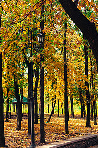 位于一个娱乐公园的反向街灯 其背景是黄色明树 美丽的秋天温暖风景 设计花牌树木季节电灯旅游建筑学旅行街道天空植物天气图片