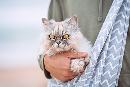 漂亮的猫 在街上肩膀上的宠物袋中 眼睛绿绿的猫图片