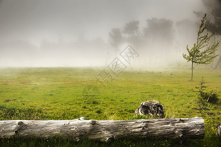 福吉早晨季节车道草地木头树干乡村森林踪迹薄雾树木图片