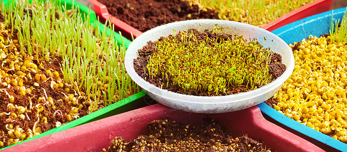 装有微型蔬菜的容器 新鲜微绿色有机幼苗生长种子发芽纯素饮食 家庭种植微型绿芽沙拉 室内园林植物发芽有机蔬菜种子图片
