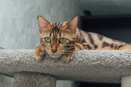 年轻可爱的孟加拉猫躺在猫屋柔软的猫架上玩具毛皮幸福猫咪快乐哺乳动物胡须宠物乐趣小猫图片