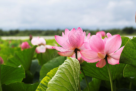 两杯甜水 湖上莲花花 美人图片