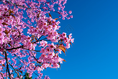 泰国北部的樱花 清迈省泰国兰花苗圃盛开的野生喜马拉雅樱花泰国 是泰国观赏樱花的绝佳去处背景图片