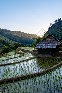 泰国北部的稻田 泰国的稻田 泰国北部清迈茵他侬山区的稻田食物阳台土地爬坡旅行收成农业场地日落植物图片