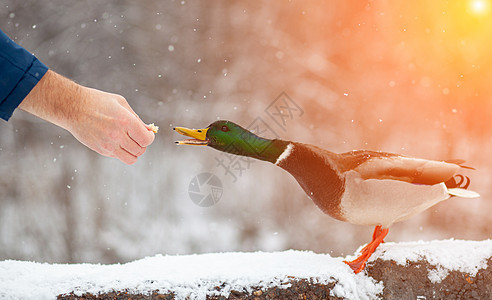 一个人冬天在公园里用自己的手喂鸭子面包图片