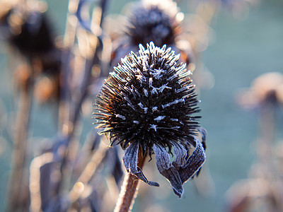 清晨 植物结霜水晶场地荒野季节植物群自然森林天气阳光叶子图片