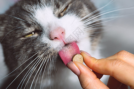 猫咪吃药 猫为宠物舔维他命药片图片