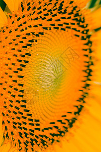 向日葵的花朵里有很多种子脆弱性植物学农场微距活力生长摄影食物画幅曲线图片