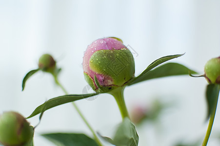 紧贴着新鲜粉红面条的花束 季节性概念牡丹玫瑰叶子植物团体花瓣植被乡村芍药花园图片