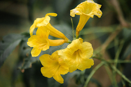 Tecoma斯坦 明亮的黄色花朵 有松开钟声或角的外观叶子植物群金子花束植物学花粉热带花园喇叭花瓣图片