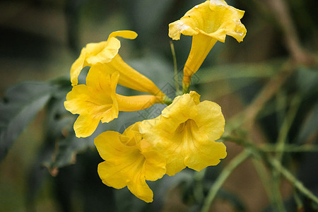 Tecoma斯坦 明亮的黄色花朵 有松开钟声或角的外观植物脆弱性植物群喇叭叶子花园金子花瓣花束植物学图片