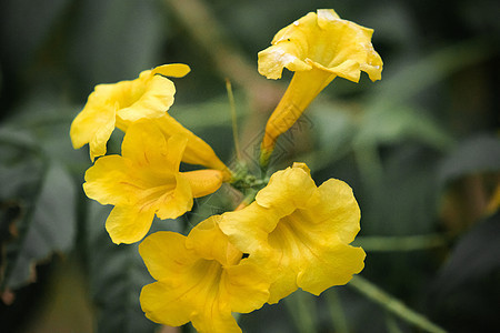 Tecoma斯坦 明亮的黄色花朵 有松开钟声或角的外观叶子金子喇叭植物学花束脆弱性花粉花园热带花瓣图片