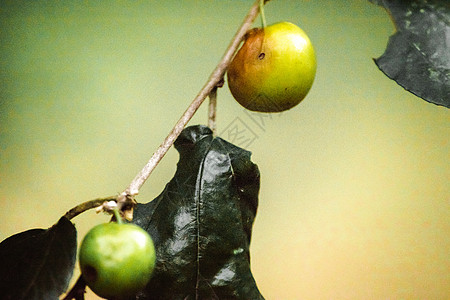 胡jube 圆形或奥瓦尔形状的水果假期食物荒野目的地植物果园农村热带小吃旅行图片