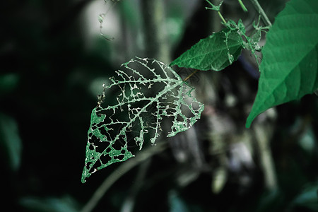 叶子被蠕虫吃掉墙纸昆虫热带蔬菜生活宏观种植园花园生长绘画图片