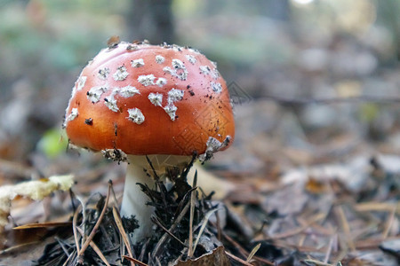 草丛中的红色木耳或伞菌 毒蝇伞 有毒有毒的蘑菇蝇蕈醇 这张照片是以天然森林为背景拍摄的 森林蘑菇植物危险白点季节林地地面生长菌类图片