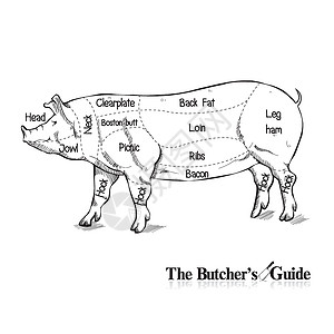 Butcher图 白色的手工绘手绘图图形插画电矢量说明图片