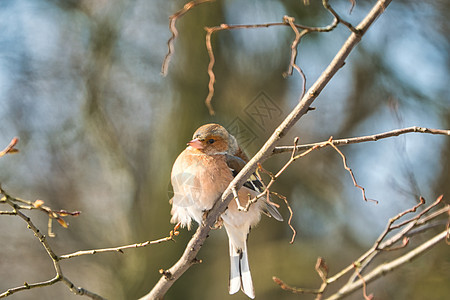 冬天一棵树上 有一块白的果实动物荒野羽毛观鸟动物群鸣禽雀科野生动物晴天花园图片