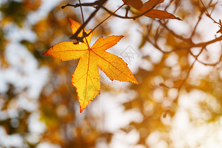秋叶 老橙枫叶 干树叶 柔和的焦点 秋季 自然的变化 明亮柔和的阳光生活日落晴天植物太阳环境季节宏观公园橙子图片