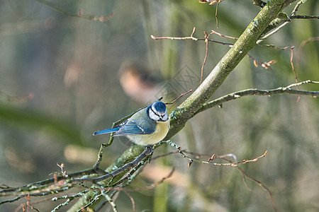 冬天的蓝乳在树上荒野晴天日光鸣禽主题蓝色山雀动物羽毛花园图片