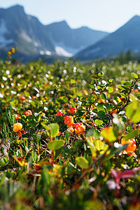 草莓在森林中生长 北卡丽莉亚树叶植物沼泽森林叶子水果风景食物树枝浆果图片