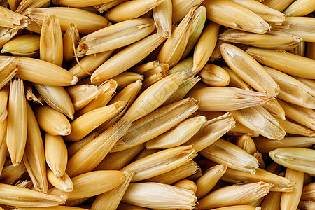 天然燕麦背景 特写 黄金谷物种子季节烹饪早餐小麦农业食谱面包食物玉米图片
