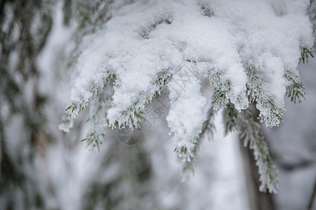 在雪雨林中长长的青树 树枝上有白毛小雪雪堆松树森林季节公园木头天空云杉树童话环境图片