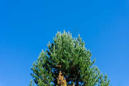 苍翠的松树顶部是绿色的 与清蓝的天空相对锥体场景蓝天枞树荒野针叶风景图片
