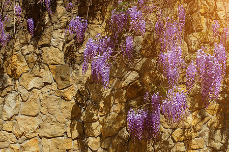 花朵中美丽的维斯特利亚花朵盛开 在石墙上季节花园日落衬套叶子背景植物公园森林草本植物图片