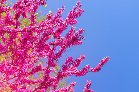 粉红樱花花 泰王国开花天空蜡质植物花园旅行卡片蓝色场景叶子墙纸图片